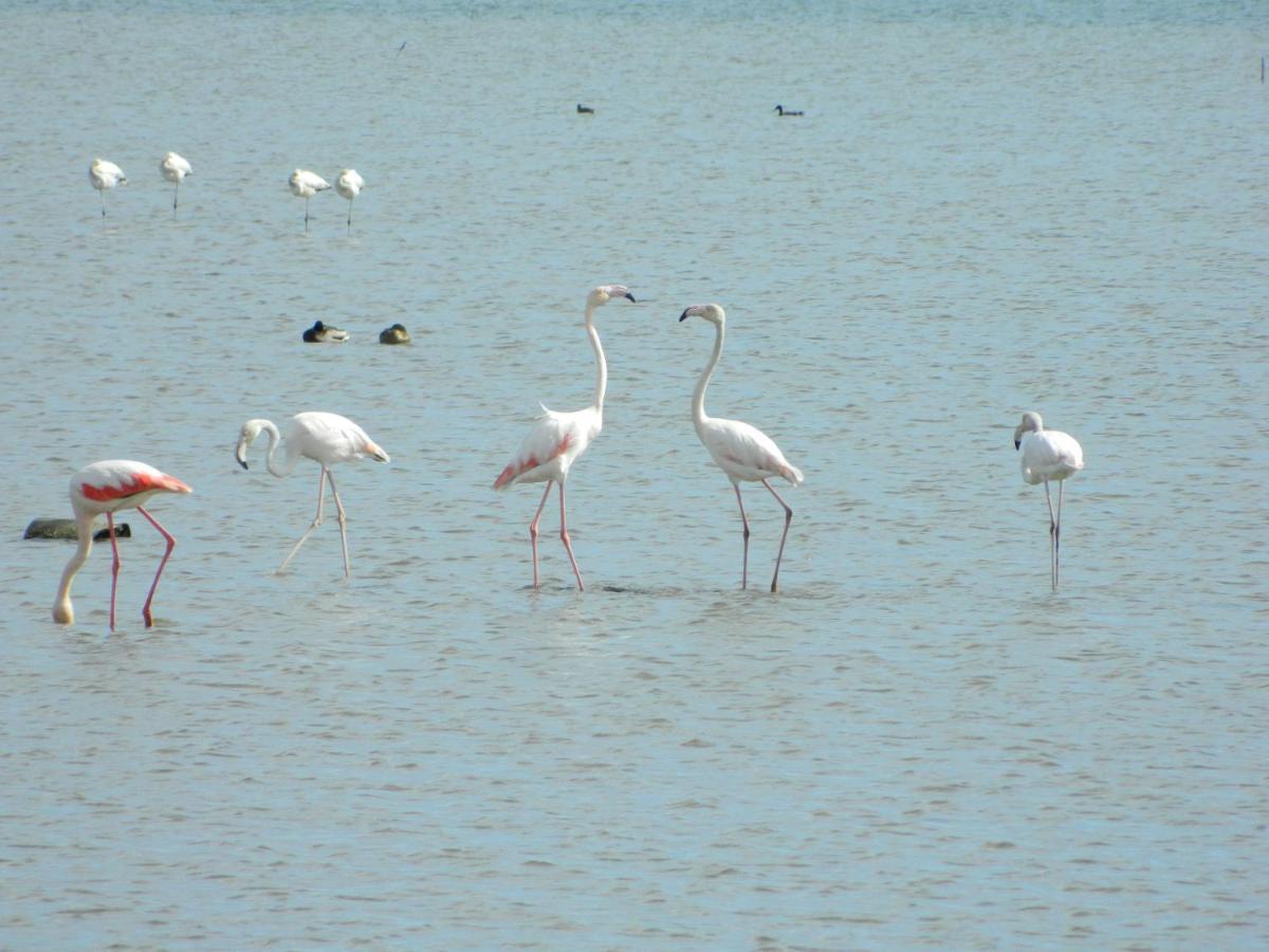 Lo Flamenc Deltebre