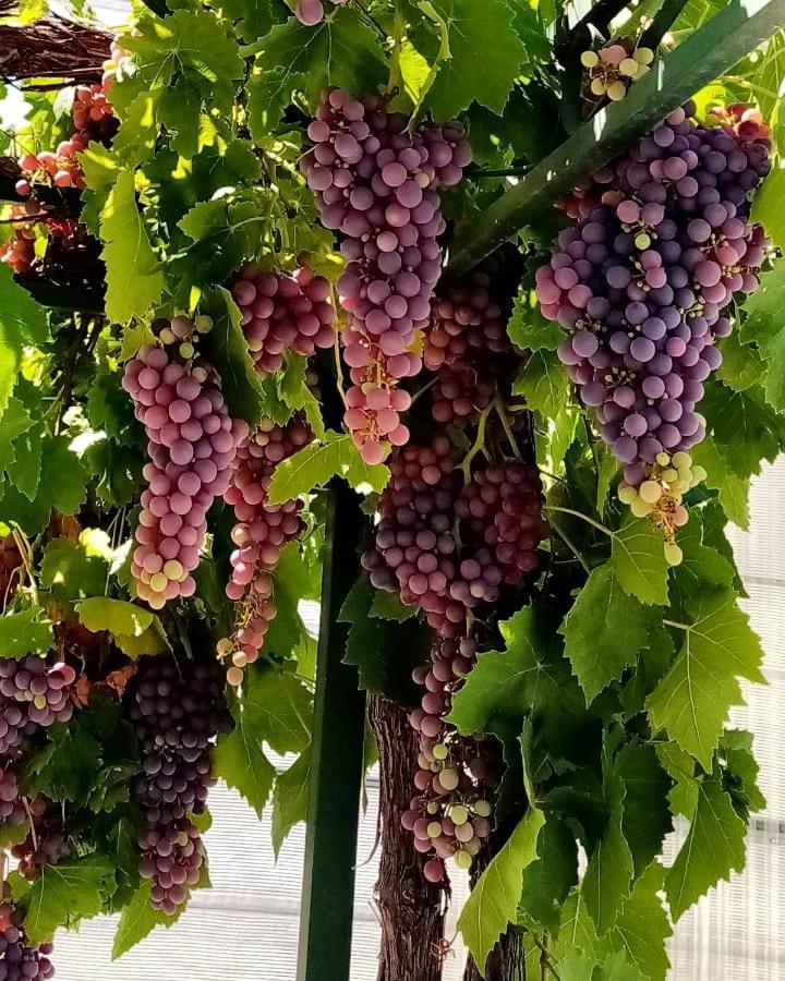 Tejoneras *