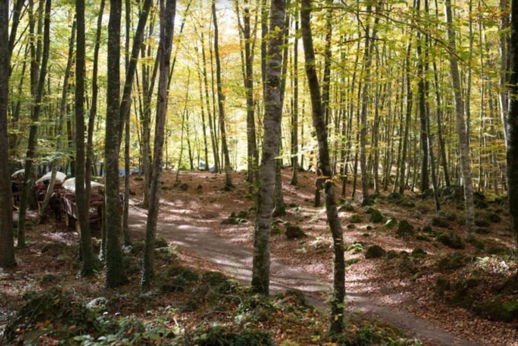 Exclusiva Caliu * Olot