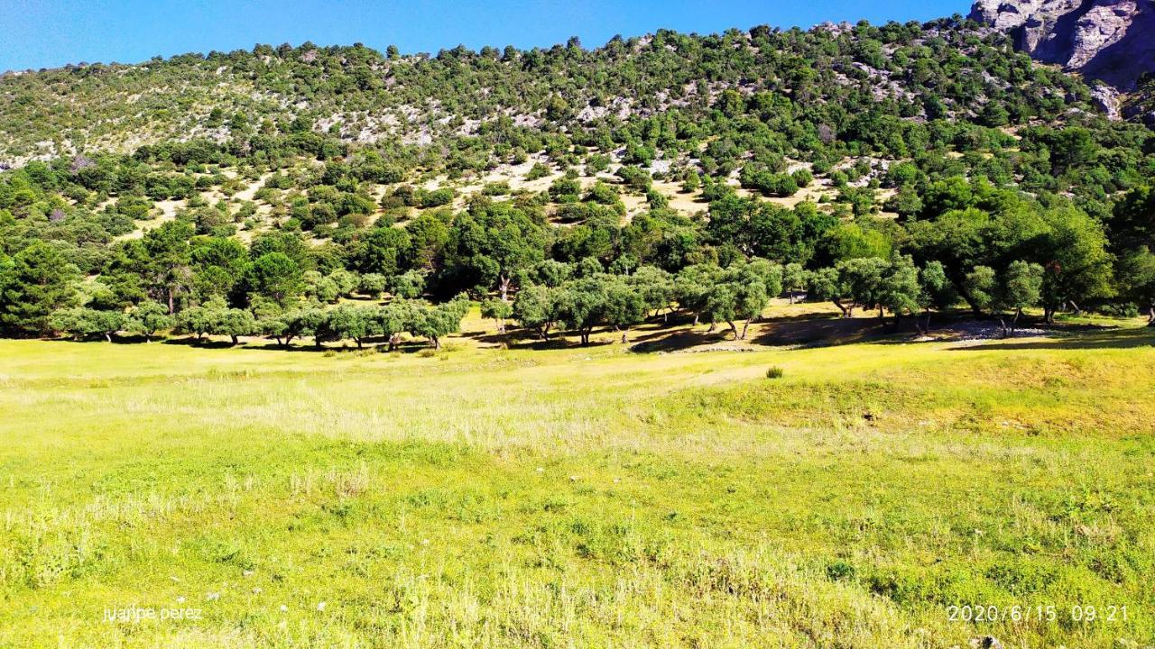 Forastera Arroyo Frío