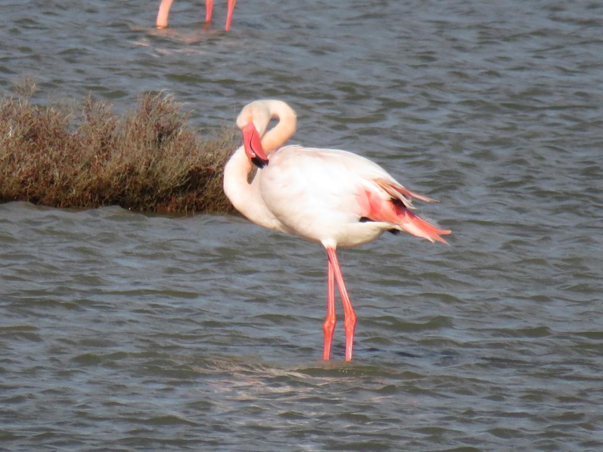 Lo Flamenc @amposta * Amposta