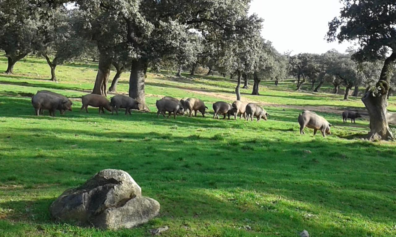 El Tornero Aracena