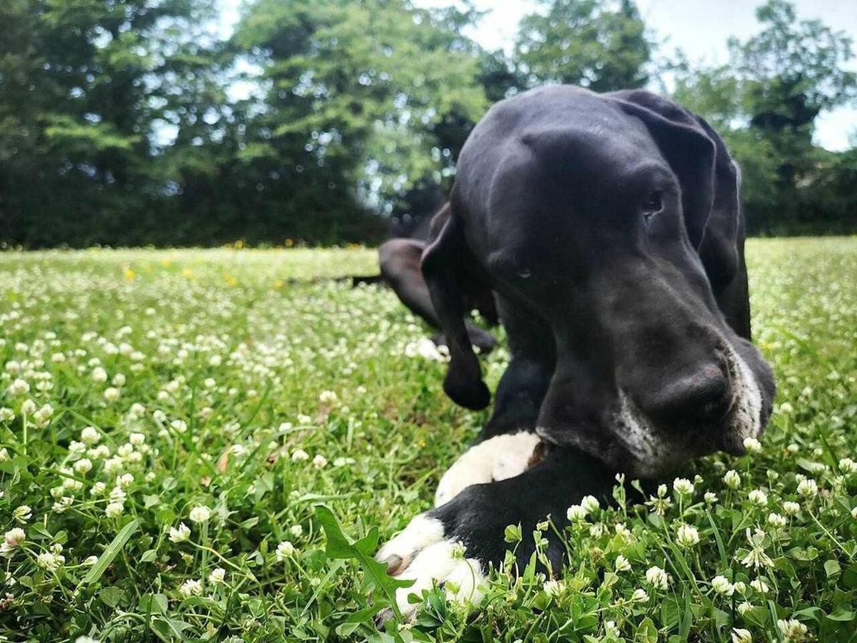 Mas Els Plans La casa pensada para perros que viajan con sus humanos