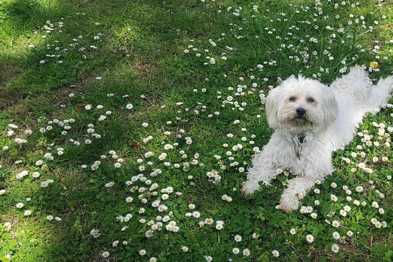 Mas Els Plans La casa pensada para perros que viajan con sus humanos