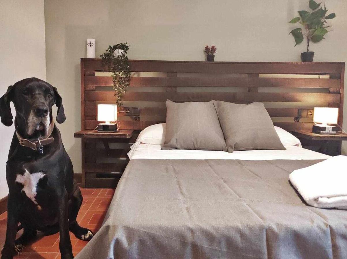 Mas Els Plans La casa pensada para perros que viajan con sus humanos *