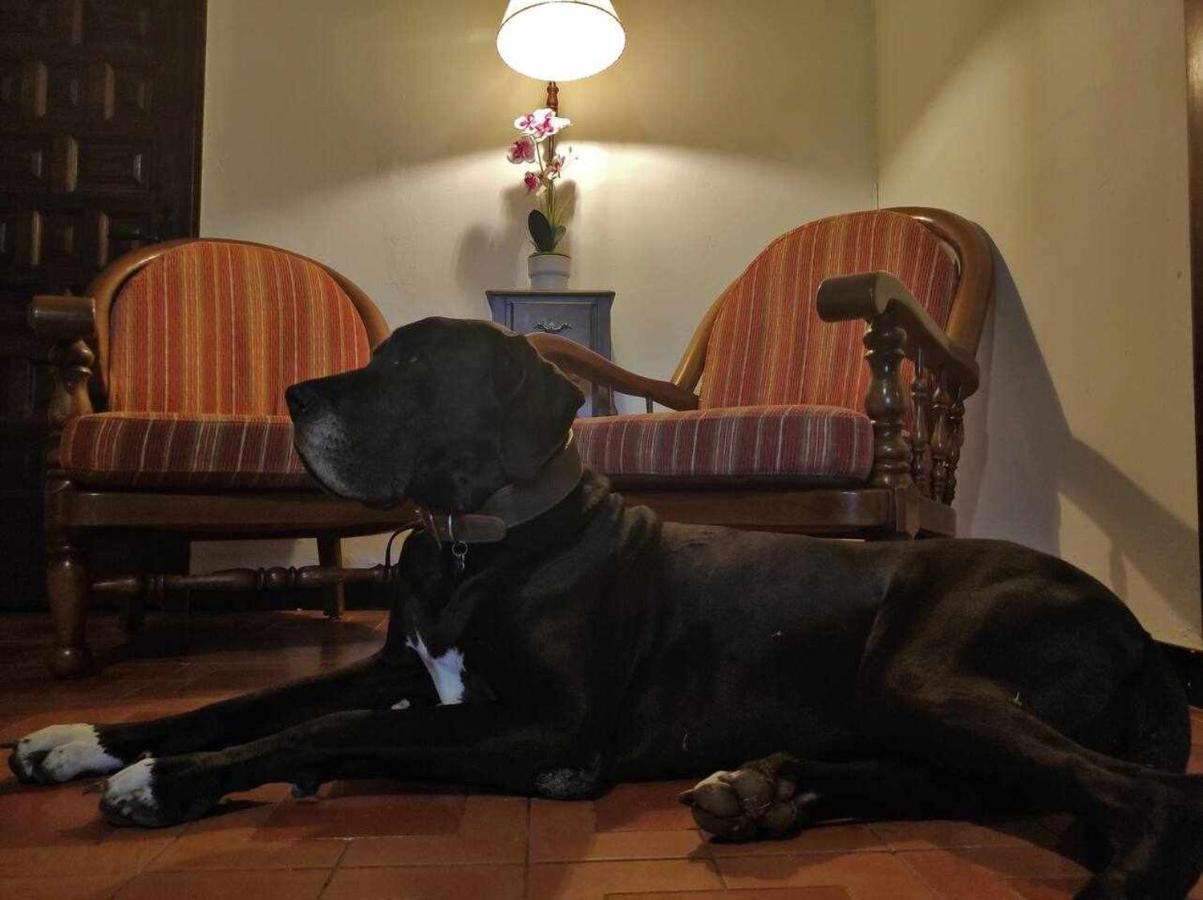 Mas Els Plans La casa pensada para perros que viajan con sus humanos Casa rural *