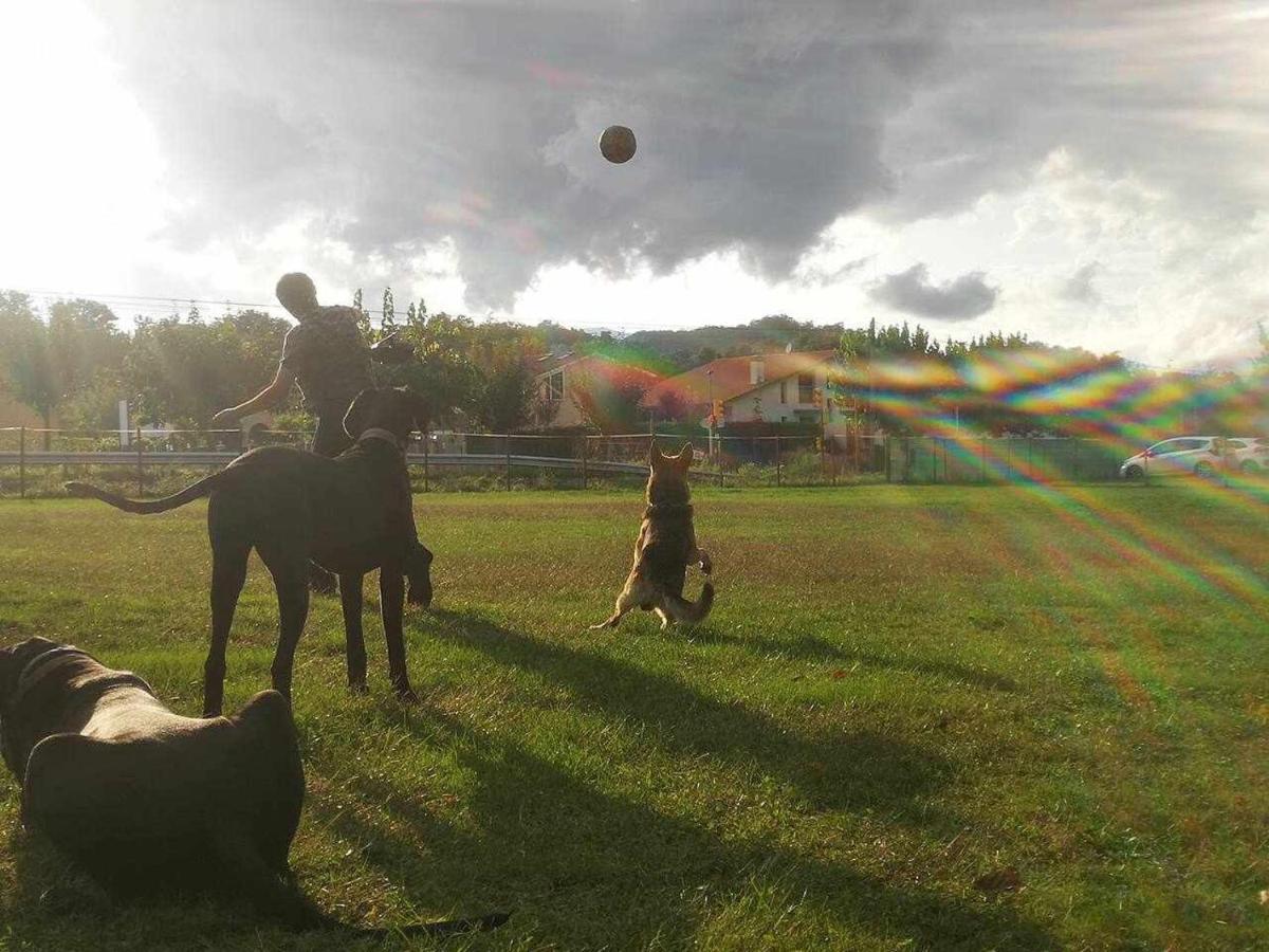 Casa rural Mas Els Plans La casa pensada para perros que viajan con sus humanos *