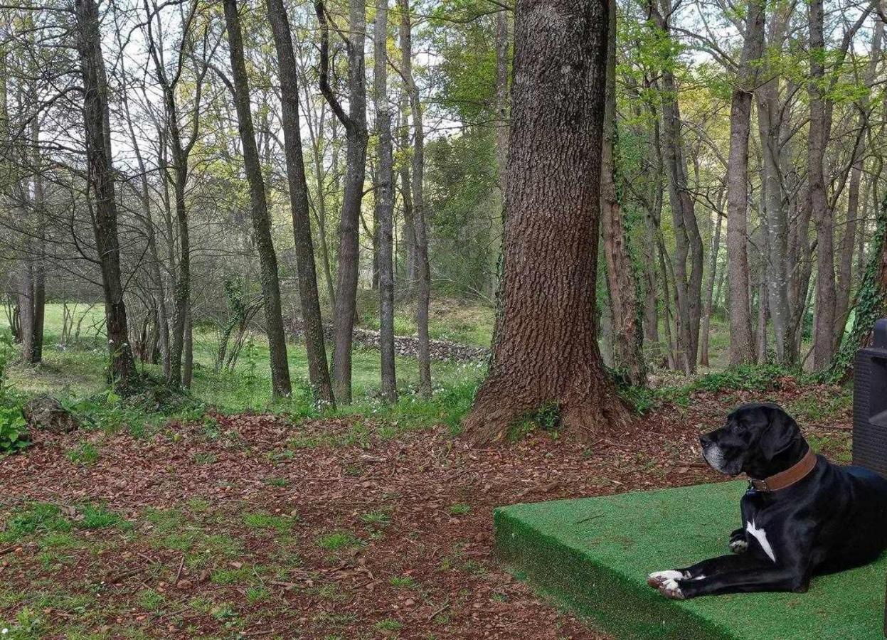 Casa rural Mas Els Plans La casa pensada para perros que viajan con sus humanos *