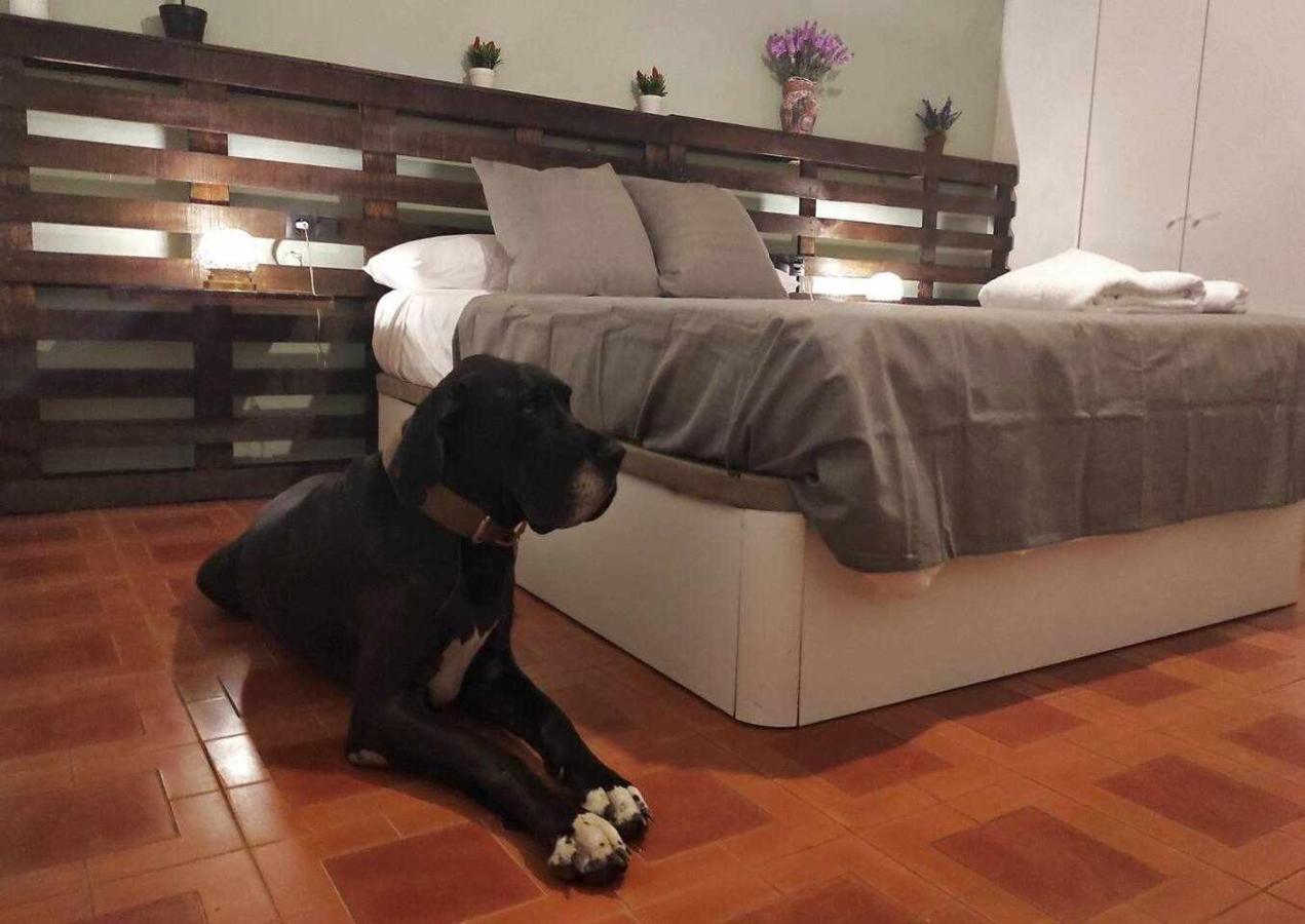 Casa rural Mas Els Plans La casa pensada para perros que viajan con sus humanos