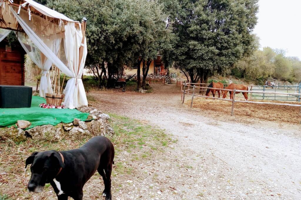 CABAÑA Rancho Aguadulce Villarejo de Salvanés