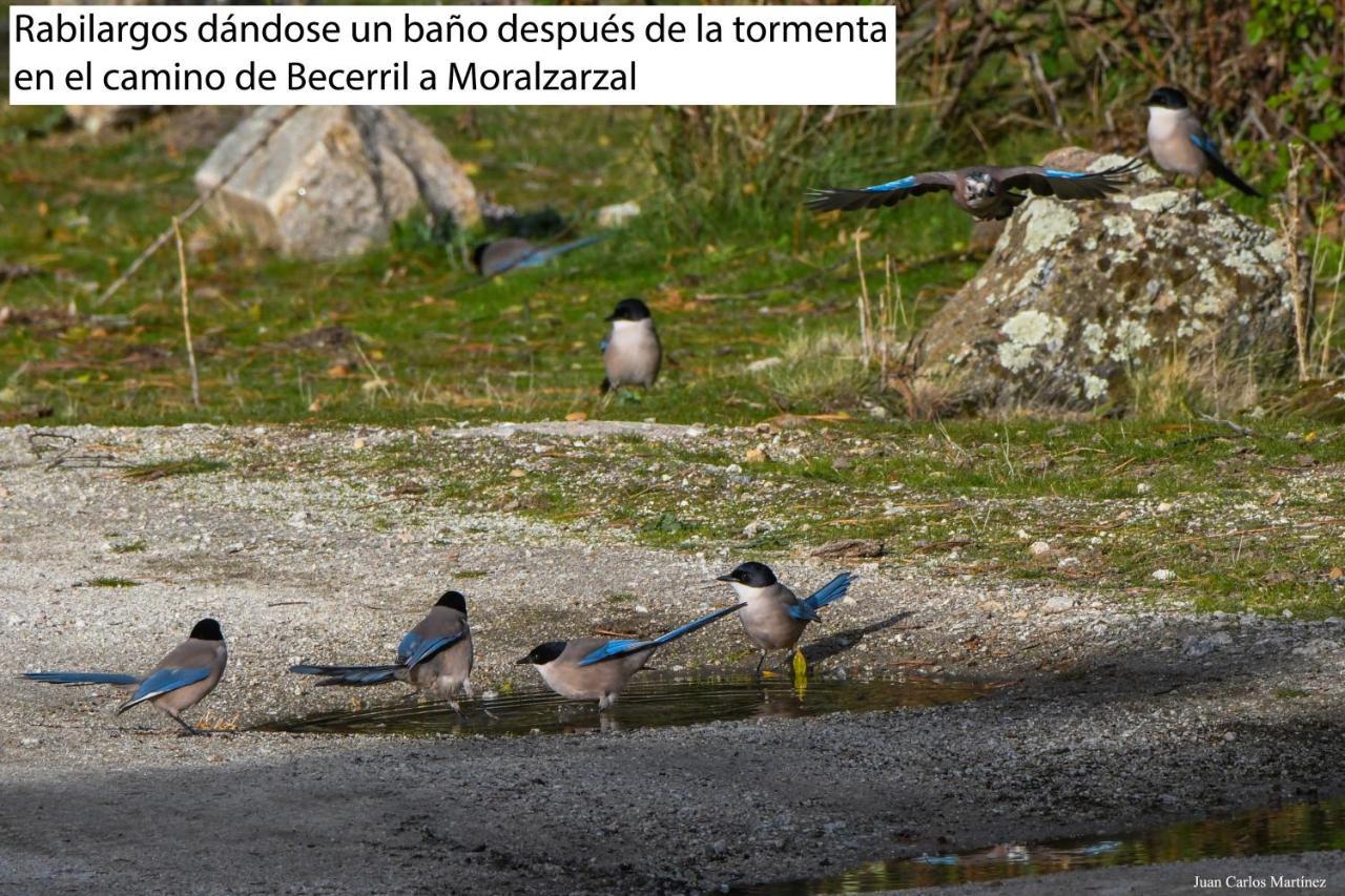 El Trepador Azul Futbolin Barbacoa 8 Personas * Becerril de la Sierra