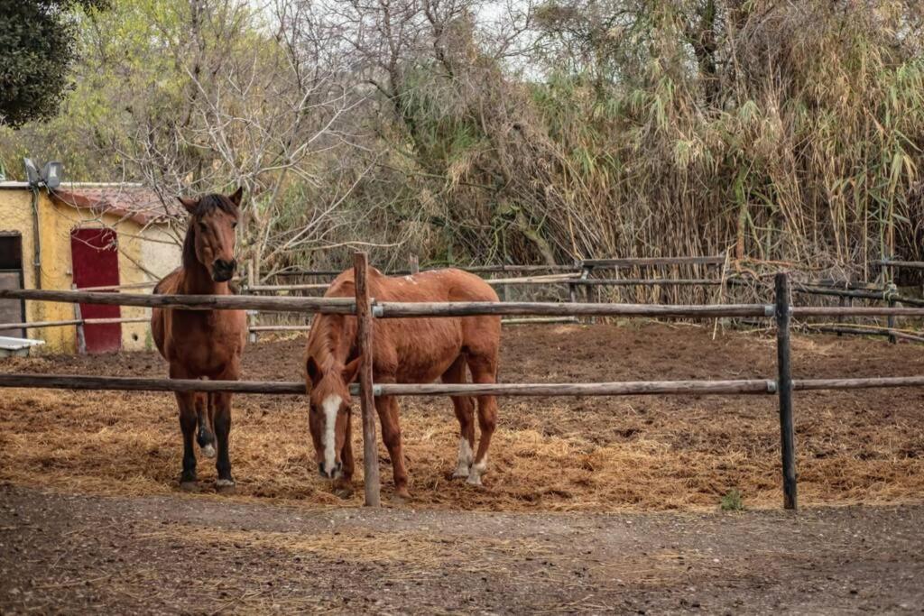 Сasa de vacaciones CABAÑA Rancho Aguadulce *