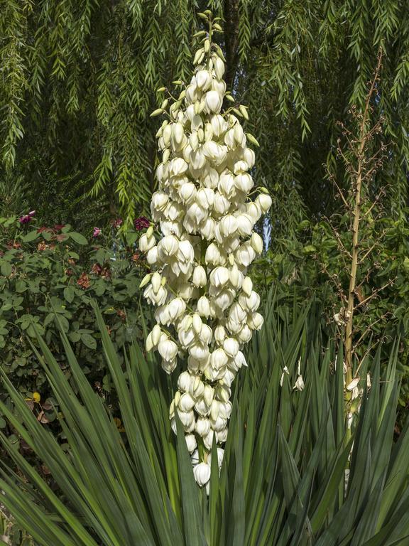 Pensión Jardines De Casablanca