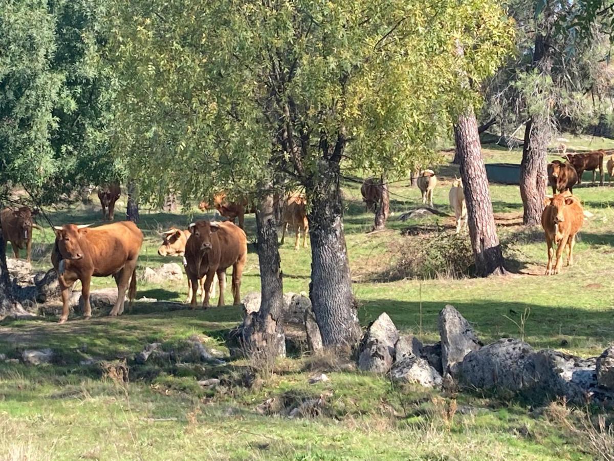 Aventura I Holiday home Navaluenga