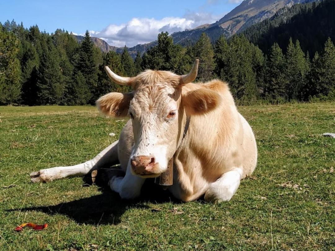 Rural -la Seu D'urgell-andorra