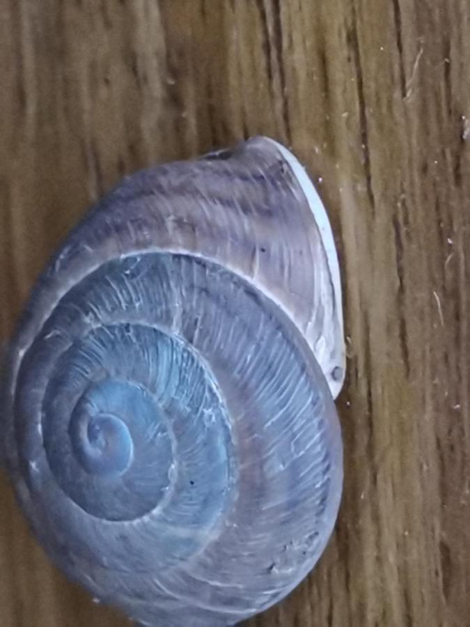 La Palizada Benchijigua