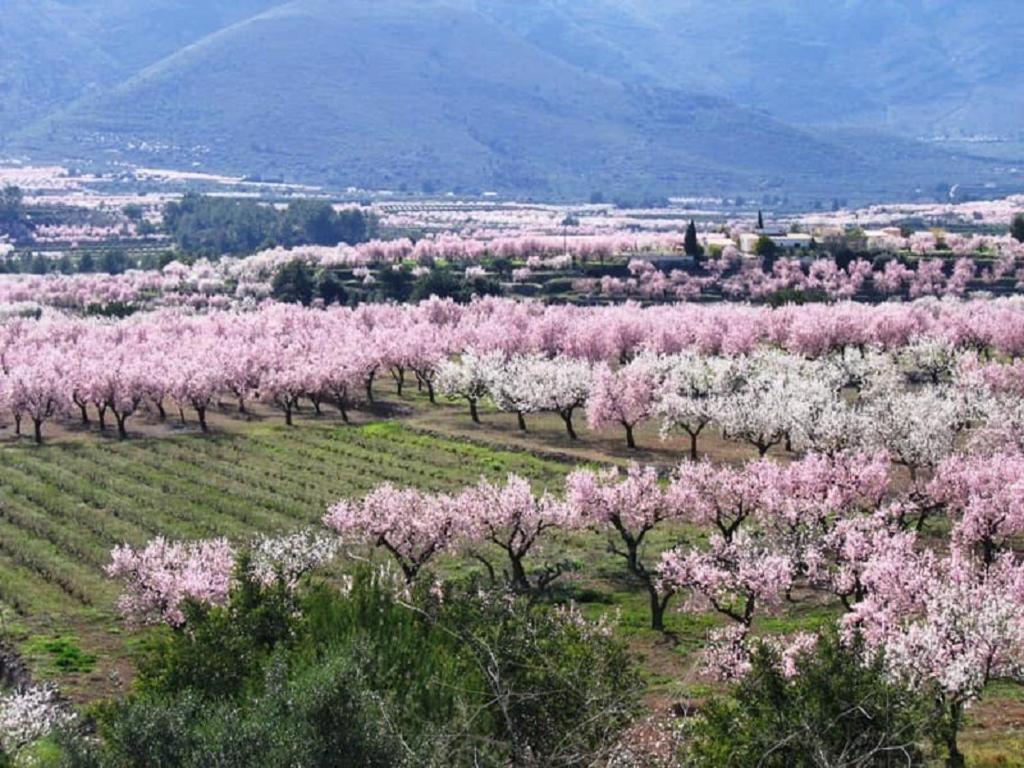 Apartamento One Bed Overlooking Jalon Valley, Costa Blanca Alcalalí