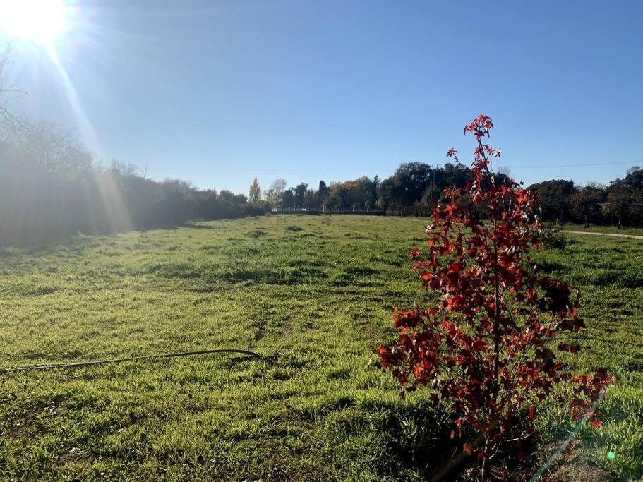 Viñedo - Agradable Rústica Con Jardín Villa Sotillo de Las Palomas