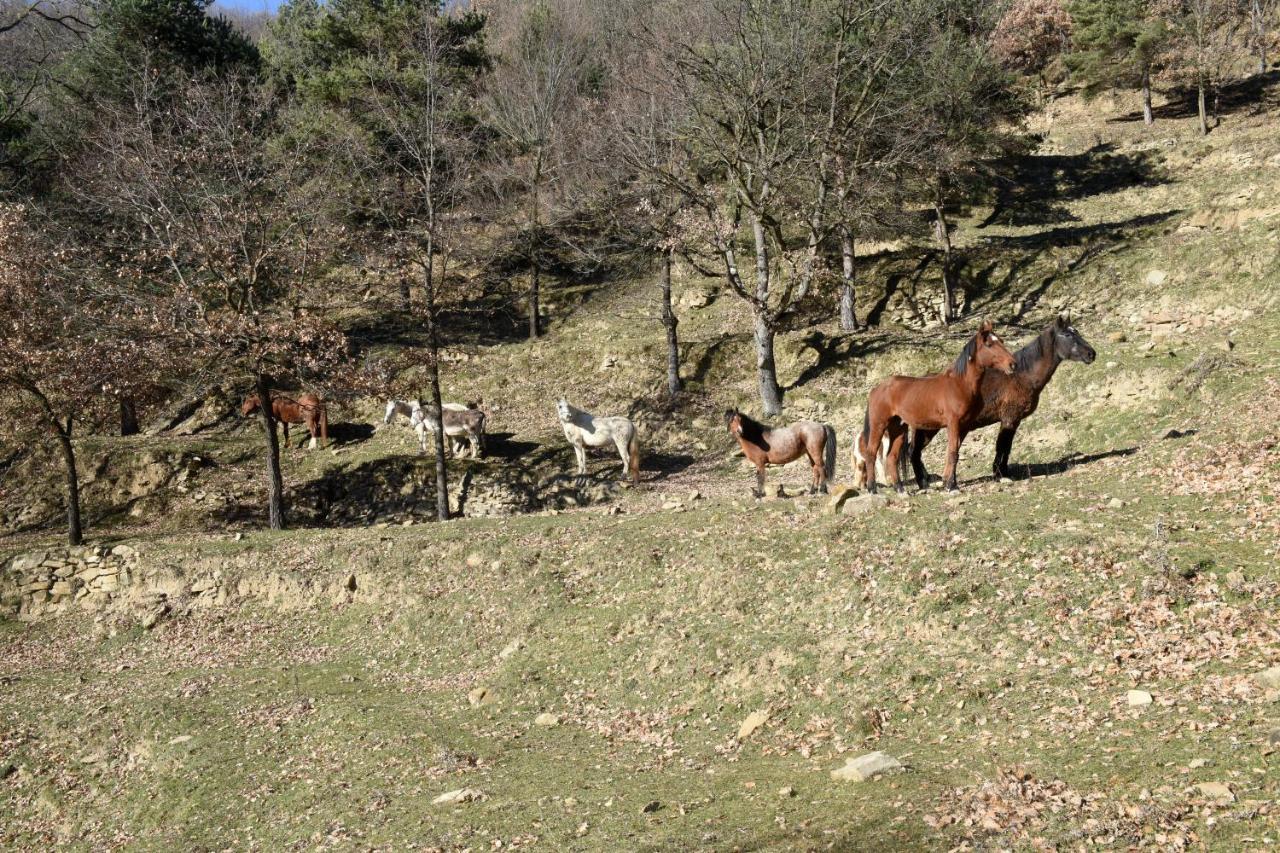 Turisme Rural Mas Isoles Casa rural *