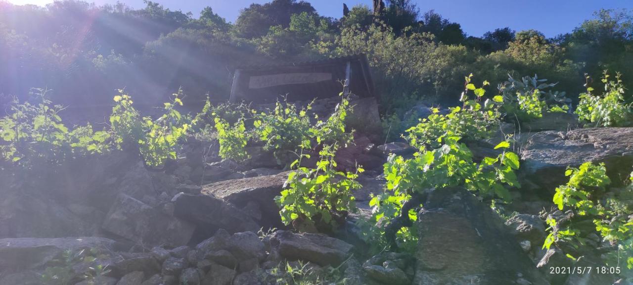 Vina Cazoga