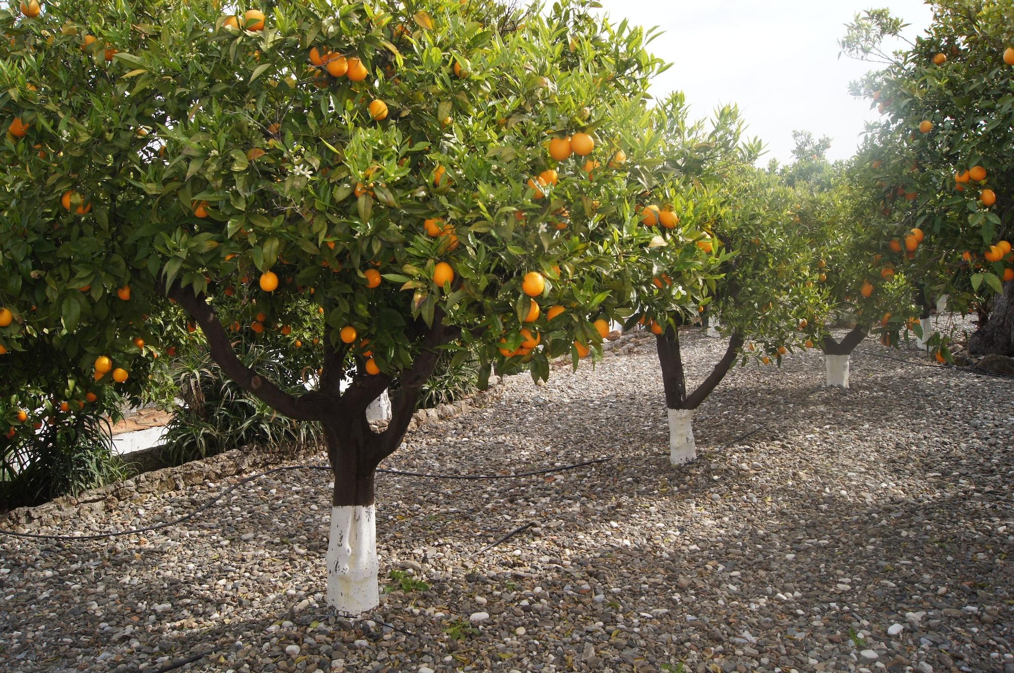 Casa De Orange Alhaurin el Grande