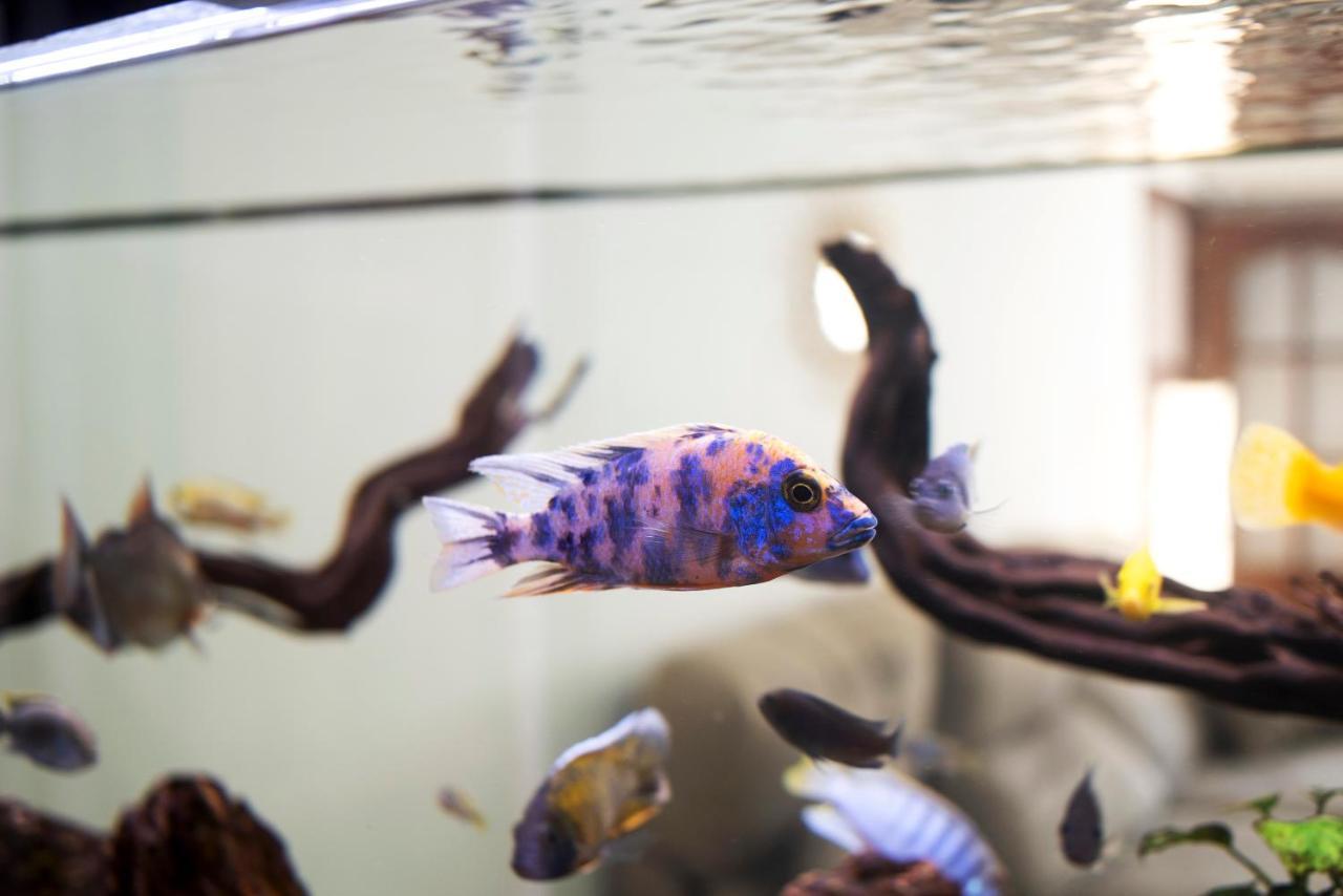 Acuario - Especial Familias