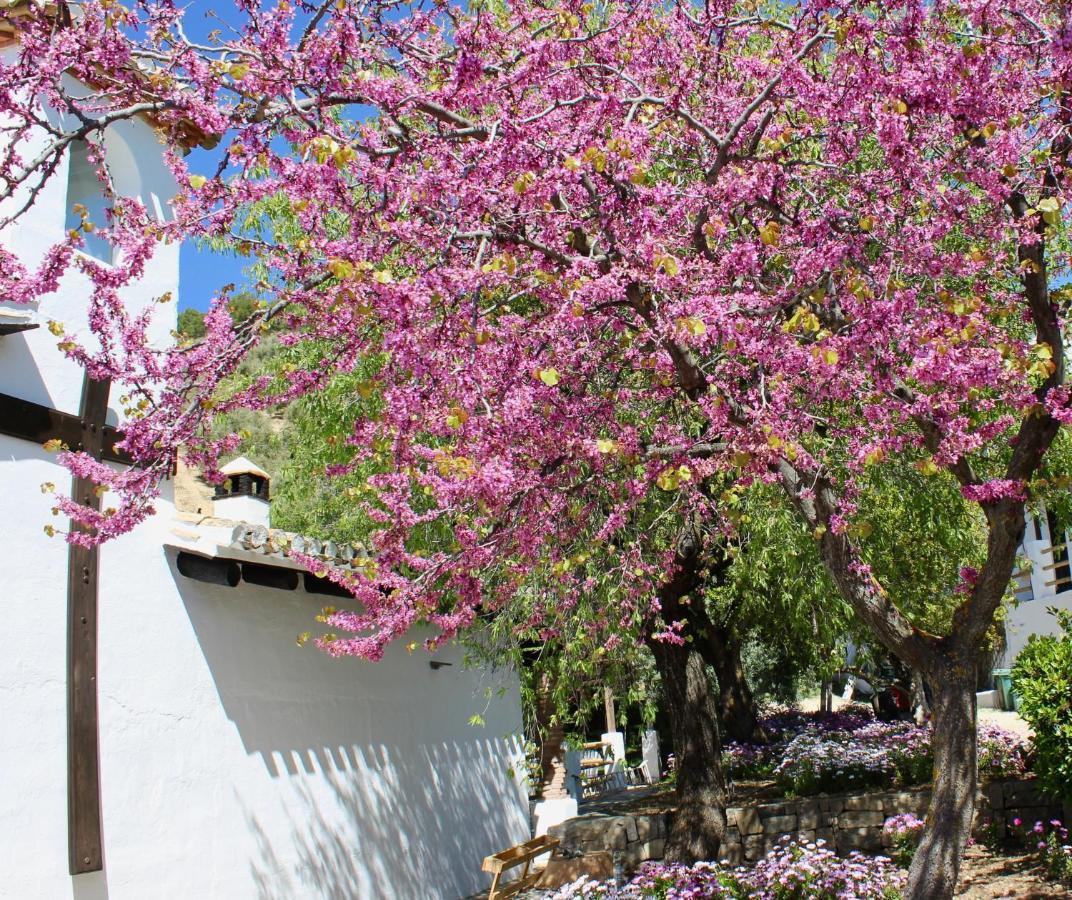 Cortijo La Fe Casa rural Montefrío