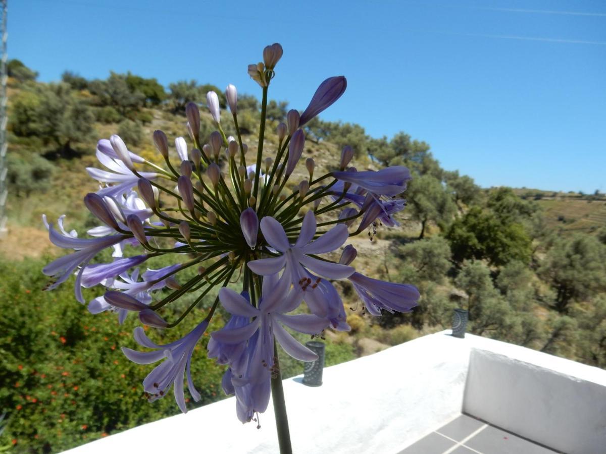 Lagabella *