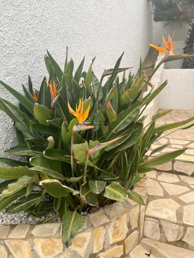 Casa Di Paddy Ciudad Quesada