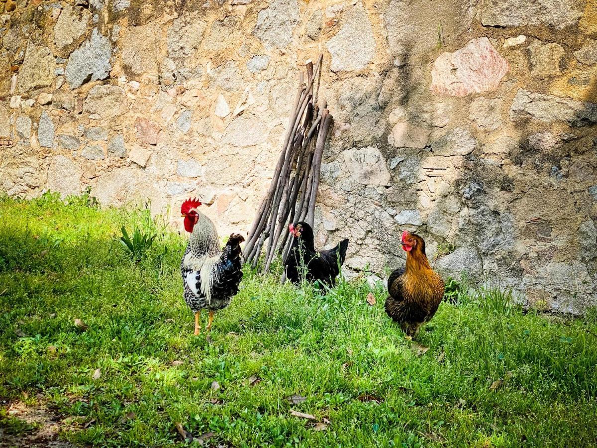 El Buxaus De La Muntanya Country house *