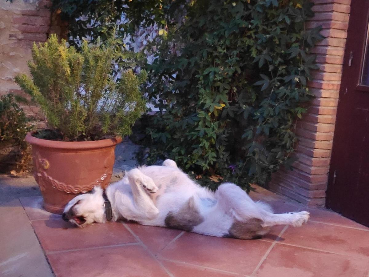 Mas Del Llop Blanc - Dog Friendly Rural - Bed & Breakfast