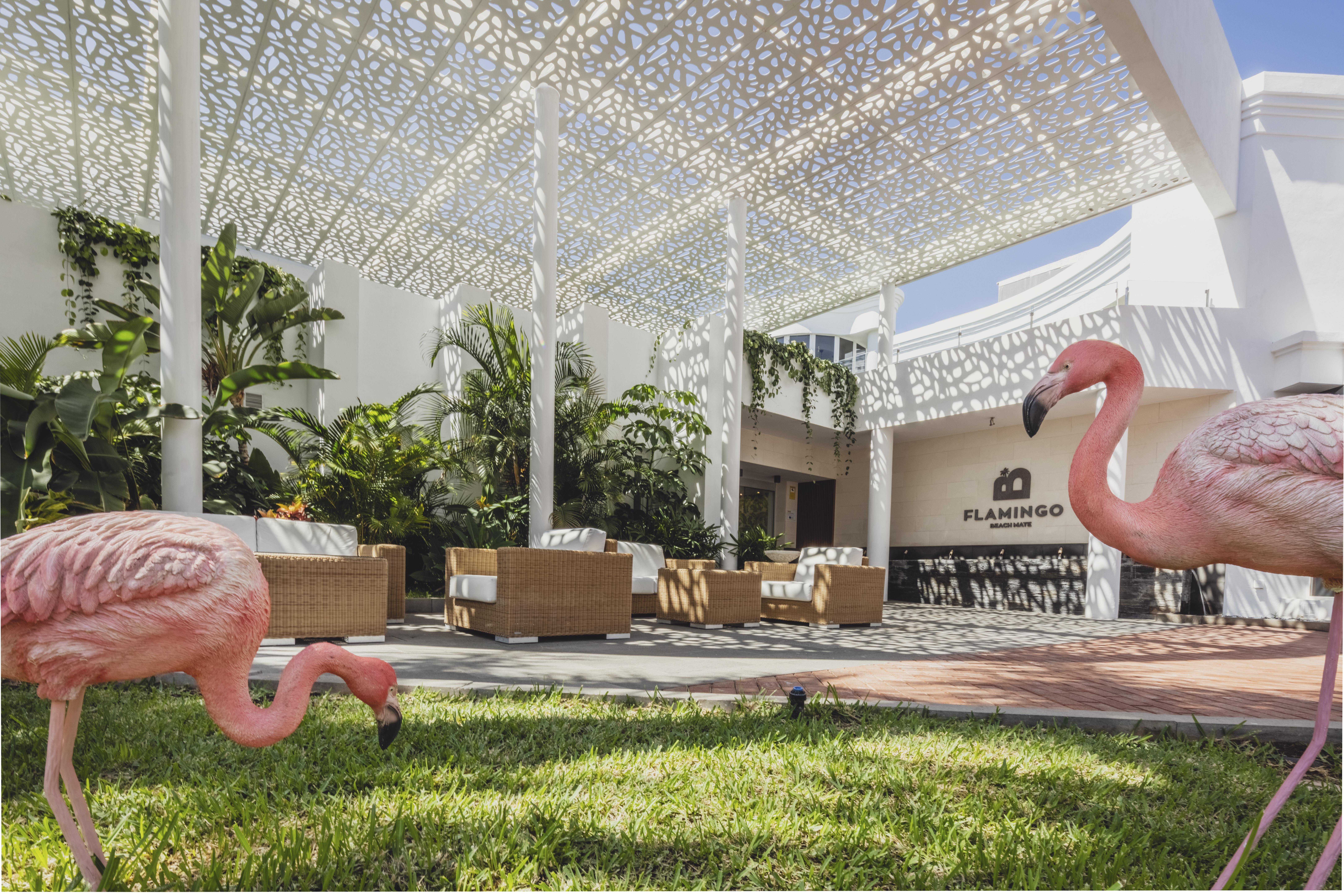 Flamingo Mate Hotel Costa Adeje (Tenerife)
