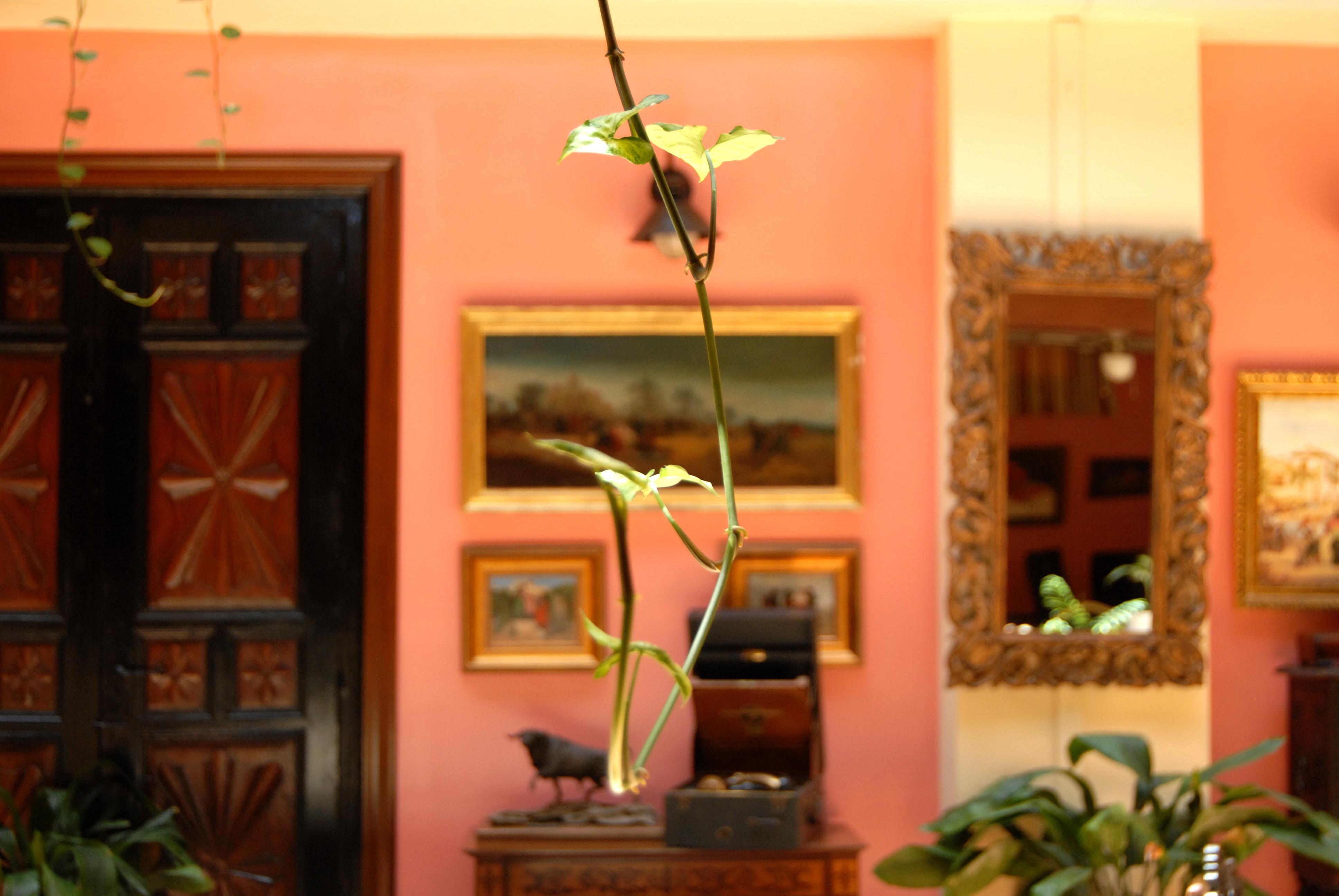 Hotel Pinomar 3*