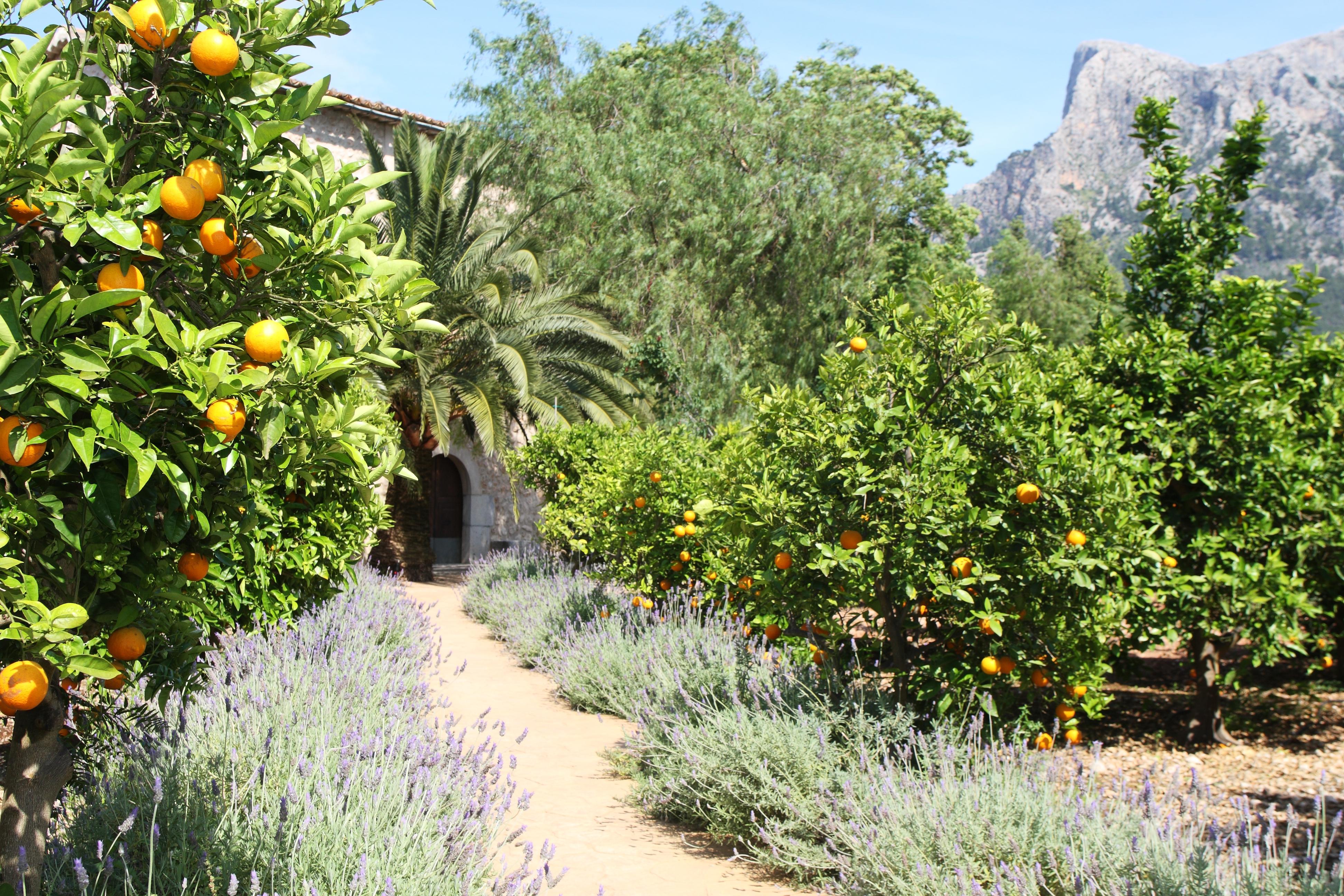 Ca's Curial - - Adults Only Agroturismo *