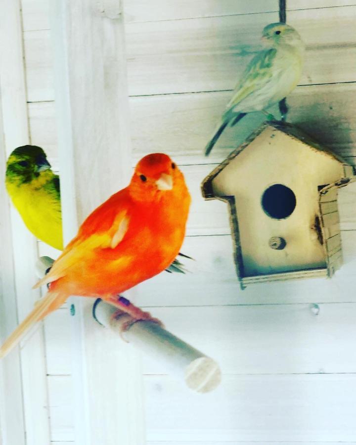 Сasa de vacaciones Casita Limón Andratx (Andrach)