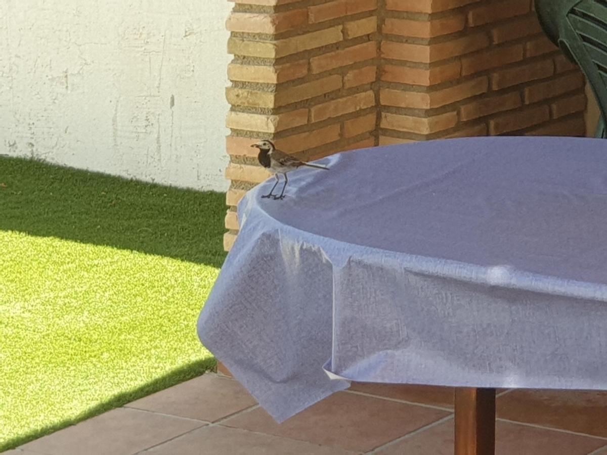 Preciosa Camposol