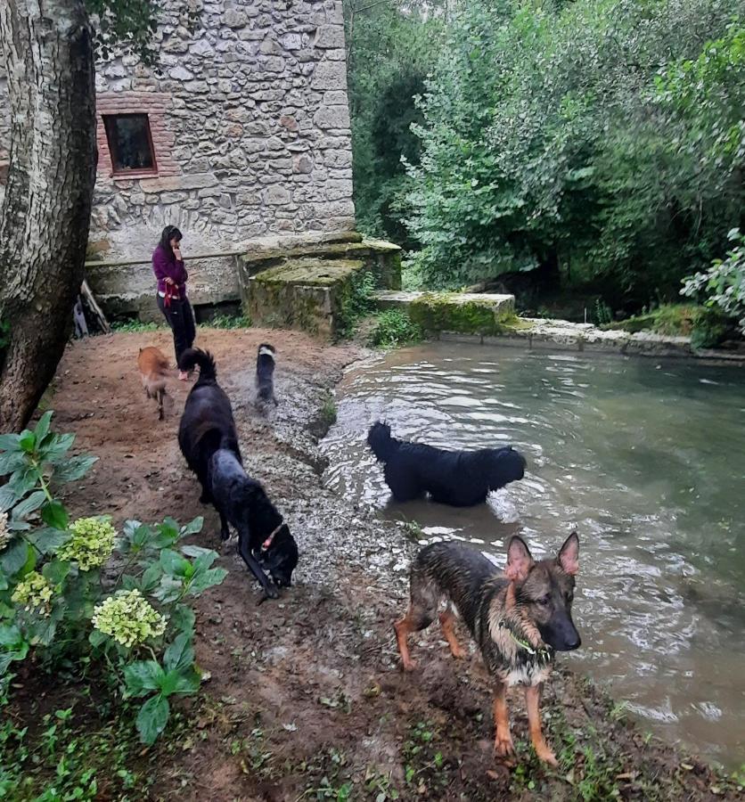 Pet Friendly El Molino De Cantabria Entrambasaguas (Entrambasaguas)