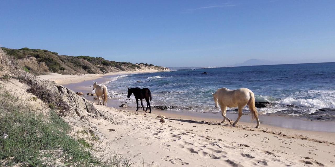 Tarifa-blick Auf Afrika, Haus Am Meer, Haustiere Erlaubt *