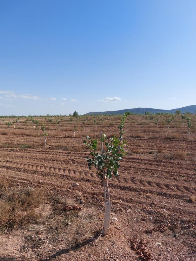 La Del Pistacho *