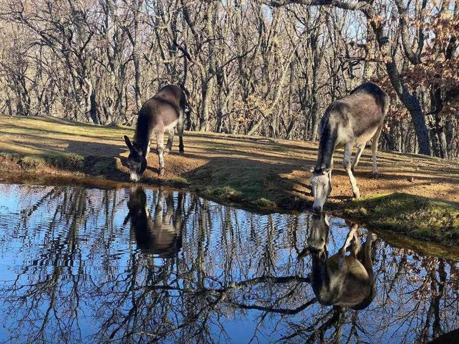 Apartamento Rural El Herrero Vistas Espectaculares A Gredos Cabezas Bajas