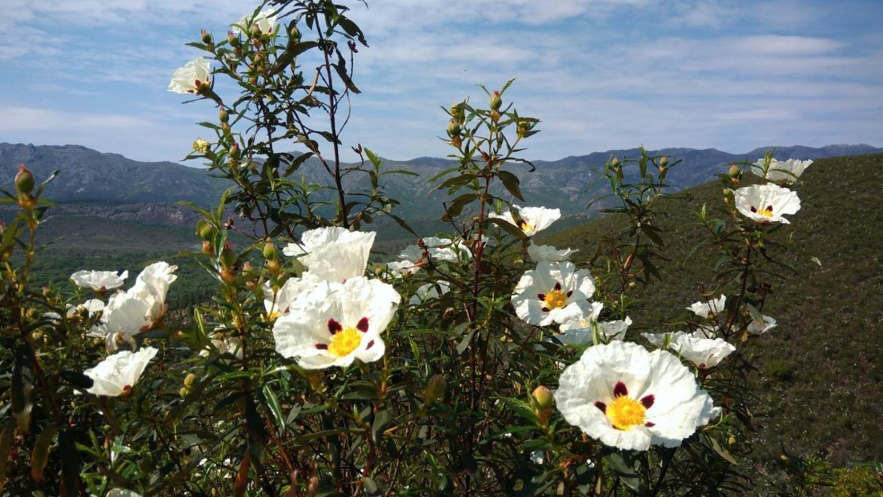 La Colmena Del Geoparque Casa rural Navatrasierra