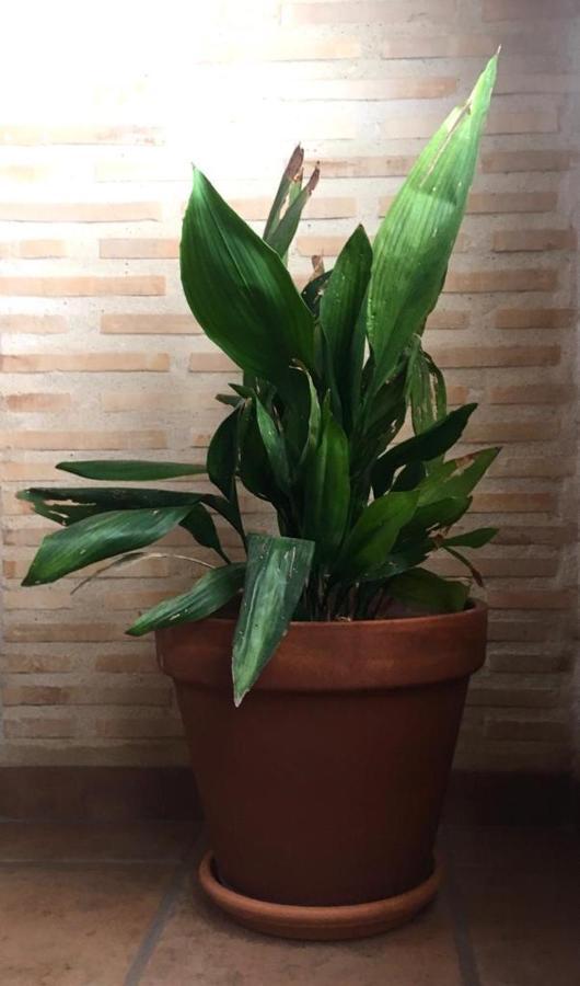 Apartamento El Desván Ontinyent (Onteniente)