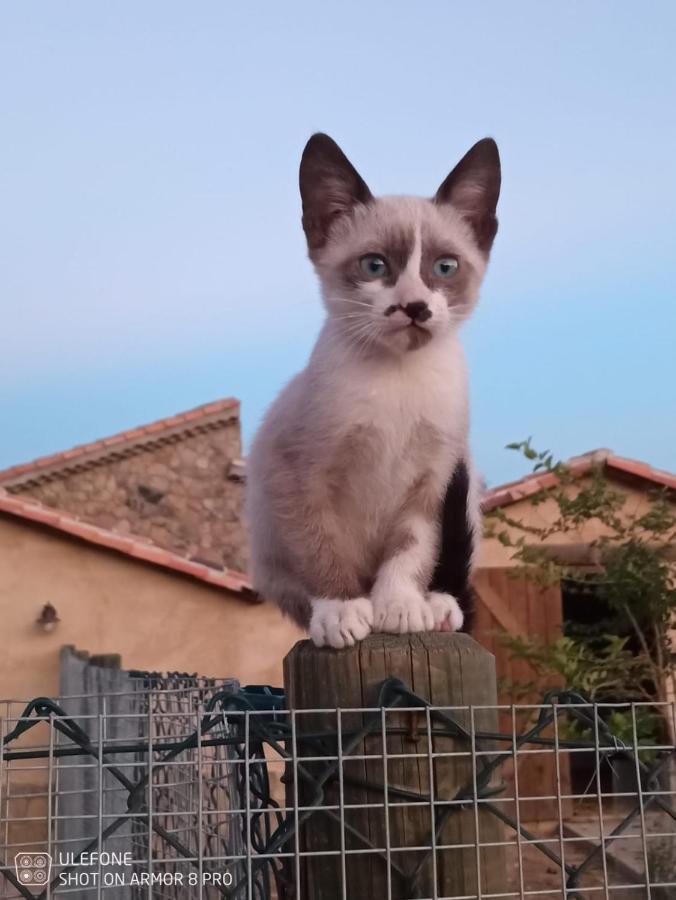 El Chozo