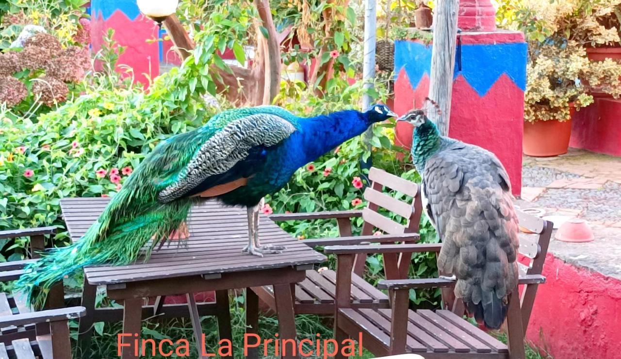 Agroturismo La Principal *