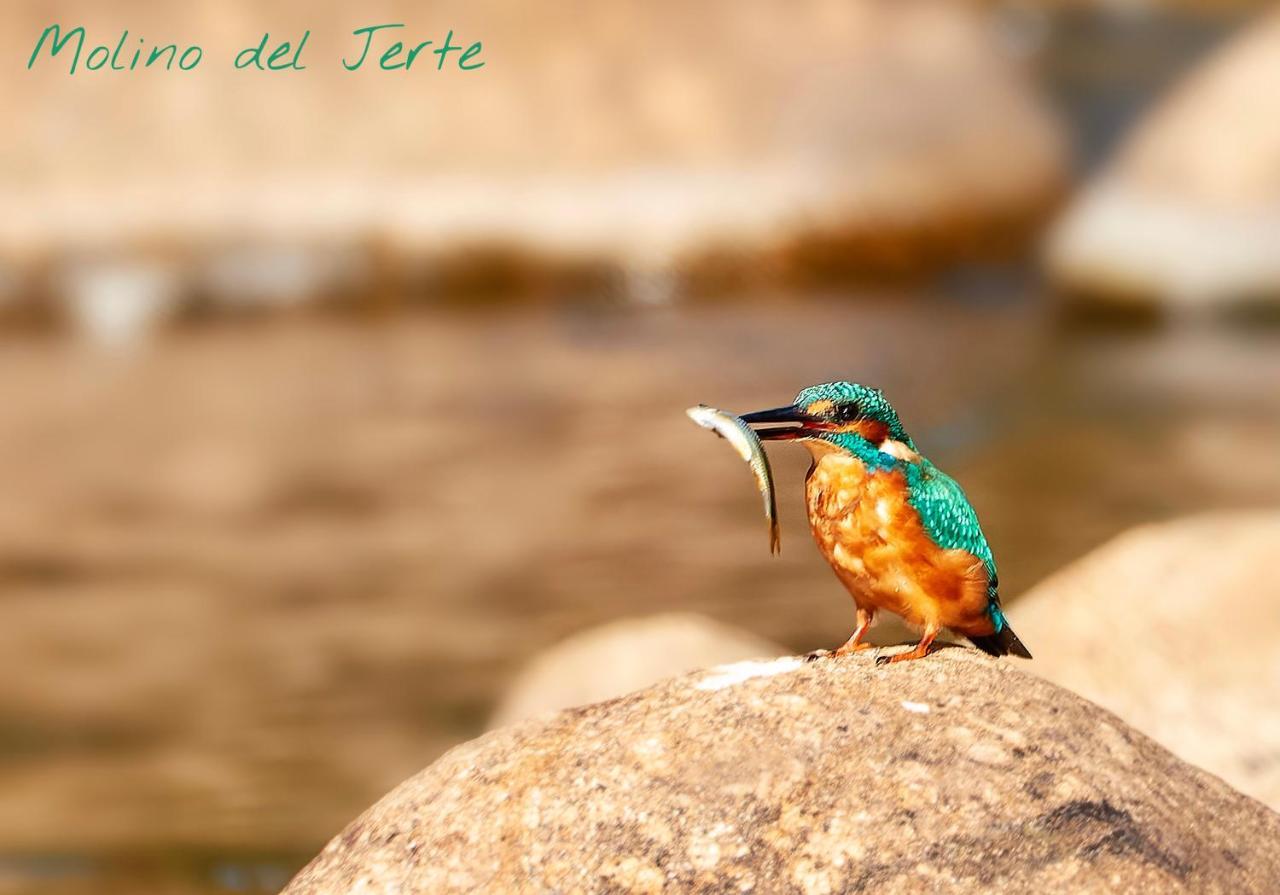 Molino Del Jerte *