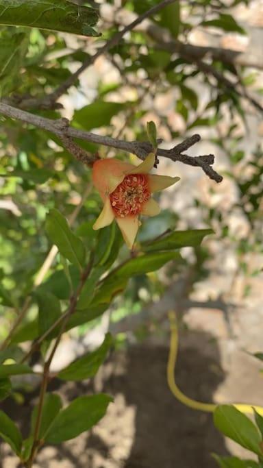 Azaleas Velilla-Taramay