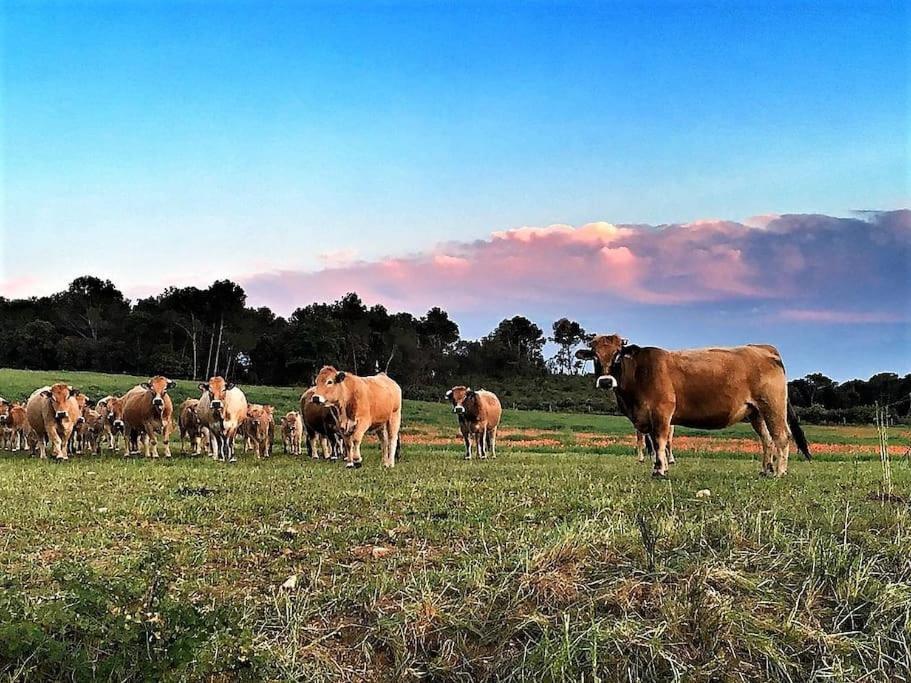 Mas Coquells, Preciosa Masia En Plena Natura