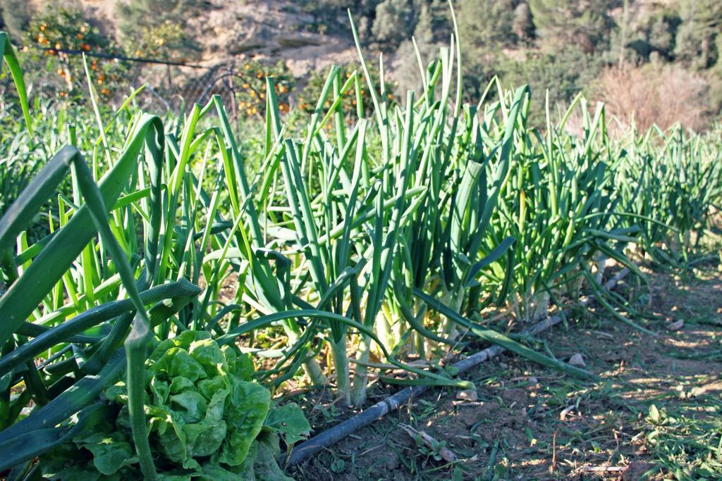 Hort De Mao Country house Benifallet