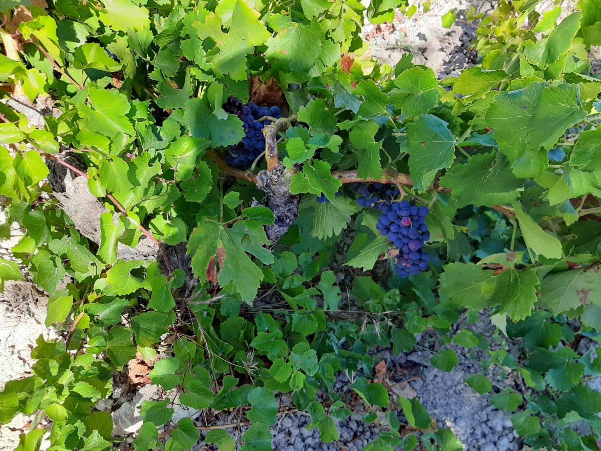 Garnacha De Guest Casa rural Borja