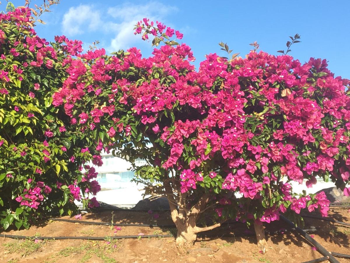 One Bedroom Apartment, Garden City, Heated Pool, Close To Playa Americas Apartment